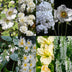 GreenboutiQ Perennial Package White: 24 Plants for 3m², Easy to Care For Bild 3