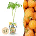 GreenboutiQ Gelbe Himbeere 'Fallgold' - 3 Pflanzen im 9cm Topf Bild 1