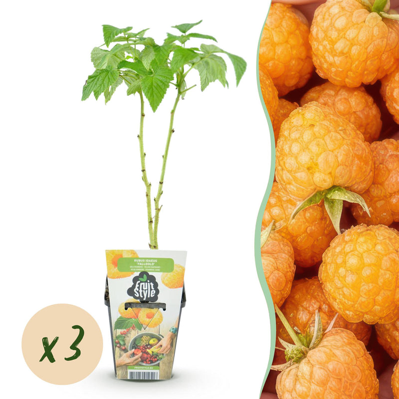 GreenboutiQ Gelbe Himbeere 'Fallgold' - 3 Pflanzen im 9cm Topf
