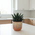 Gasteria d Due Sukkulente – Gepunktete Blätter, pflegeleicht, 17cm Topf Bild 4