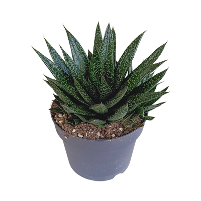 Gasteria d Due Sukkulente – Gepunktete Blätter, pflegeleicht, 17cm Topf