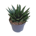 Gasteria d Due Sukkulente – Gepunktete Blätter, pflegeleicht, 17cm Topf Bild 1