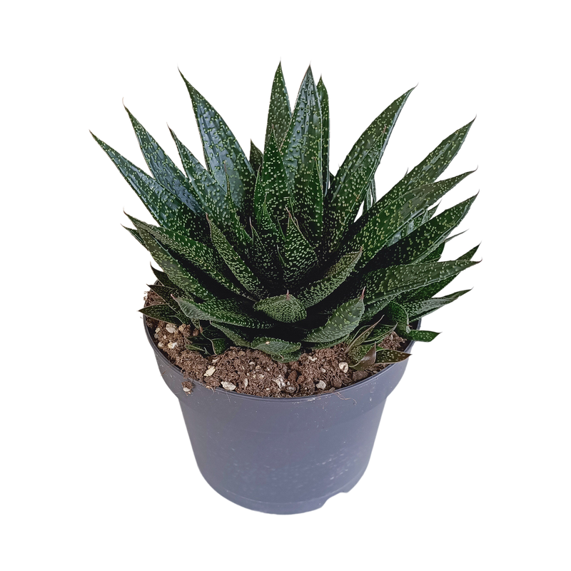 Gasteria d Due Sukkulente – Gepunktete Blätter, pflegeleicht, 17cm Topf