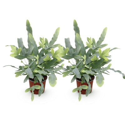 Green boutiQ - Zimmerpflanze - Phlebodium aureum Blue Star - Blaue Farn - Haustierfreundlich - Blau - 2 Pflanzen - Topf 12cm - Höhe 25-30cm