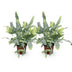 Green boutiQ - Zimmerpflanze - Phlebodium aureum Blue Star - Blaue Farn - Haustierfreundlich - Blau - 2 Pflanzen - Topf 12cm - Höhe 25-30cm Bild 2