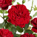 3x Rose 'Crazy in Love'® Red, ↨65cm, Ø15cm Topf Bild 2