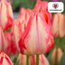 Tulpenbollen Spring Break – 20 Stuks | KH Bloembollen® | Rood-Oranje Tulp – Vurig, Energiek & Opvallend – Voor Tuin of Pot – Maat 11/12 – Vers van de Teler Bild 3
