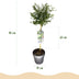 GreenboutiQ Ceanothus thyrsiflorus Repens Stamm-Pflanze, Lila Blüte Bild 3