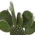 Cactus Mix 10.5 cm - Set of 3 in White Pot Bild 3