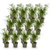 Green boutiQ Fargesia Rufa Bambus: 12 immergrüne, nicht wuchernde Pflanzen Bild 2