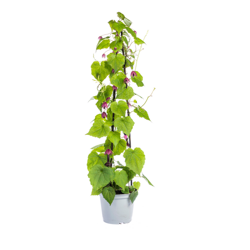 4x Kletterpflanzen Set: Rhodochiton, Cobea, Lathyrus, Ipomoea Ø13cm
