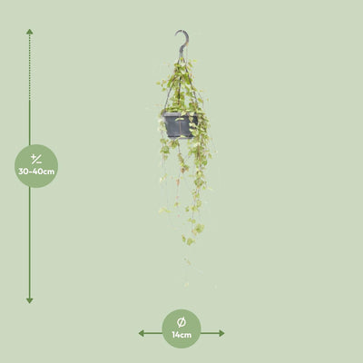 Ceropegia Linearis 'Iris' – Herzblumen-Ranke im 14cm Topf