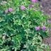 60x Storchschnabel 'Cambridge' - Bodendecker, rosa Blüten, 10-25cm Bild 6