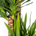 Yucca Elephantipes Pflanze Ø27cm, 150-170cm - Robuste Grünpflanze Bild 4