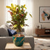 Croton Mammi: Colorful Houseplant in a Ø17cm Pot, 60cm Tall Bild 3