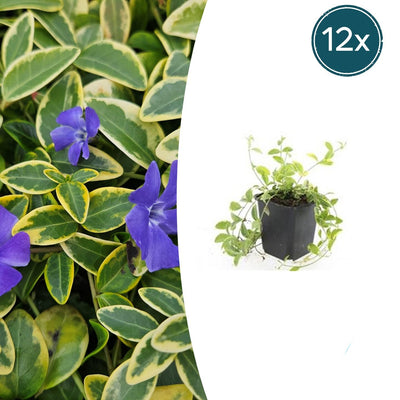 12x Dwarf Periwinkle 'Aureovariegata' - ↕10-25cm - Ø9cm