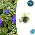 12x Vinca minor 'Aureovariegata' - ↕10-25cm - Ø9cm Bild 1