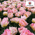 Password Tulpenzwiebeln - 20 Stück | Rosa Doppel-Tulp Bild 5
