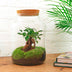 Bottle Garden Set with Bonsai and Moss – Self-Sustaining Biotope for Your Home Bild 3