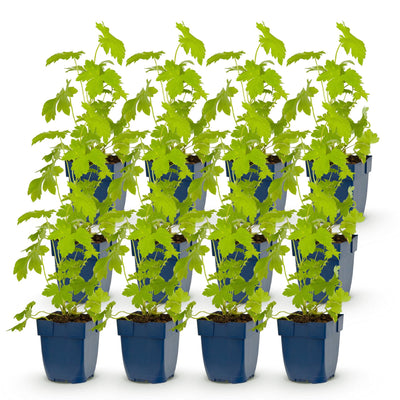 Green boutiQ - Perennial - Delphinium (P) Galahad - Larkspur - Bee and Butterfly Attractors - White - 12 Plants - Pot 11cm - Height 15-25cm