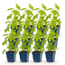 Green boutiQ - Perennial - Delphinium (P) Galahad - Larkspur - Bee and Butterfly Attractors - White - 12 Plants - Pot 11cm - Height 15-25cm Bild 2