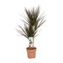 Dracaena Magenta - 17cm Topf, 80cm hoch Bild 1