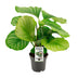 Calathea Orbifolia Houseplant, Ø14cm pot, 45cm high Bild 1