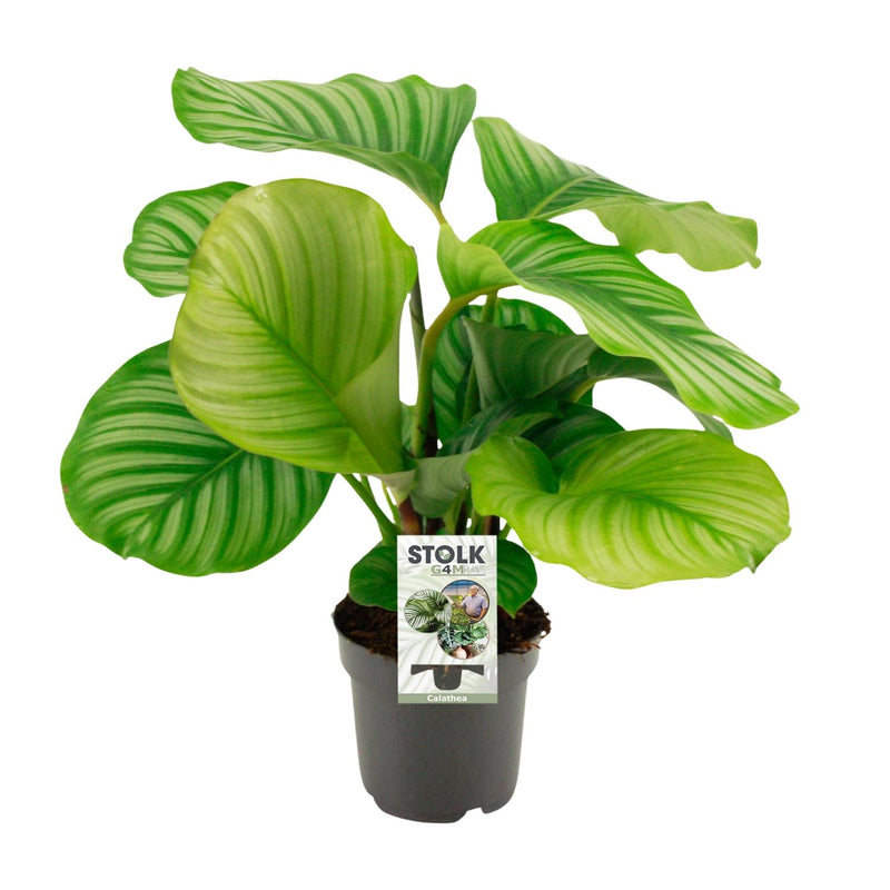 Calathea Orbifolia Houseplant, Ø14cm pot, 45cm high