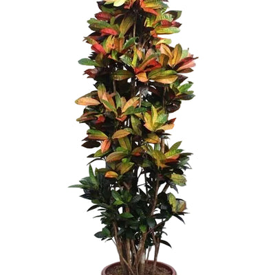 Codiaeum Iceton - Exotische Zimmerpflanze, 230 cm