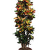 Codiaeum Iceton - Exotische Zimmerpflanze, 230 cm Bild 1