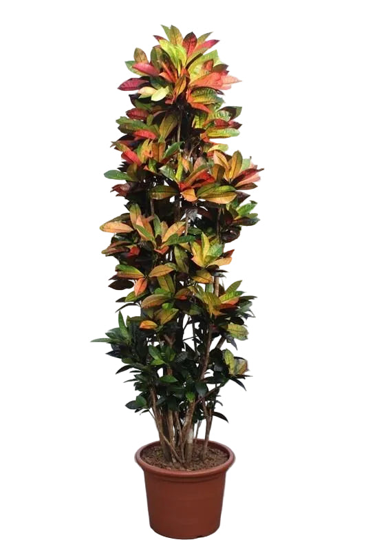 Codiaeum Iceton - Exotische Zimmerpflanze, 230 cm