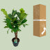 Ficus Lyrata (Geigenfeige) - Ø26cm - ↕100cm Bild 4