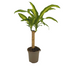 Dracaena Fragrans Massangeana Ø17cm - ↕60 - 80cm Bild 1