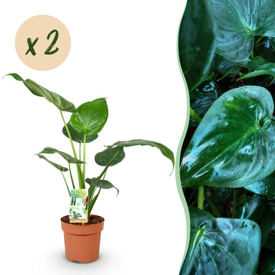 Green boutiQ - Zimmerpflanzen - Alocasia Cucullata - Buddhas Hand - Pflegeleicht - Grün - 2 Pflanzen - Topf 17cm - Höhe 60-65cm
