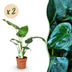 Green boutiQ - Zimmerpflanzen - Alocasia Cucullata - Buddhas Hand - Pflegeleicht - Grün - 2 Pflanzen - Topf 17cm - Höhe 60-65cm Bild 1
