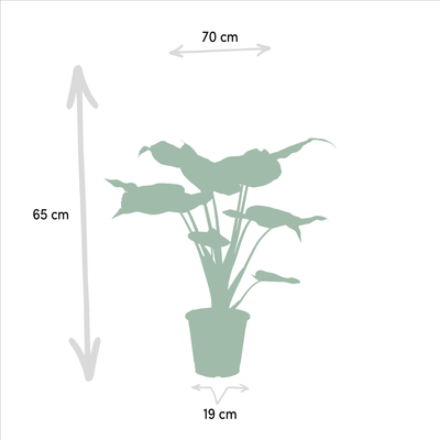 Alocasia Trio: Zebrina, Cucullata & Lauterbachiana