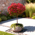 Photinia Carre Rouge auf Stamm - Immergrün, winterhart, 90cm Bild 6