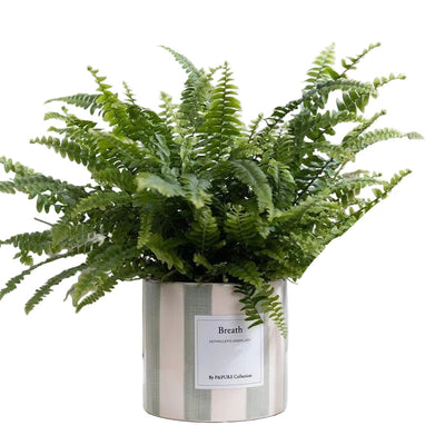 Nephrolepis Green Lady Geschenk „Breath“ MIT GRUSSKARTE! – Ø 12 cm – ↕ 35 cm