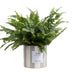 Nephrolepis Green Lady Geschenk „Breath“ MIT GRUSSKARTE! – Ø 12 cm – ↕ 35 cm Bild 1