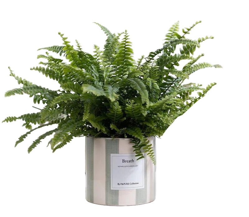 Nephrolepis Green Lady Geschenk „Breath“ MIT GRUSSKARTE! – Ø 12 cm – ↕ 35 cm
