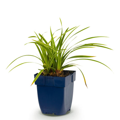 Green boutiQ - Grasses - Carex morrowii Ice Dance - Japanese Sedge - Evergreen - Cream-Green - 1 Plant - 11cm Pot - 15-25cm Height