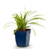 Green boutiQ - Grasses - Carex morrowii Ice Dance - Japanese Sedge - Evergreen - Cream-Green - 1 Plant - 11cm Pot - 15-25cm Height Bild 2