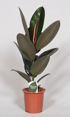 Ficus Elastica Abidjan Rubber Plant Ø17cm, ↕60cm
