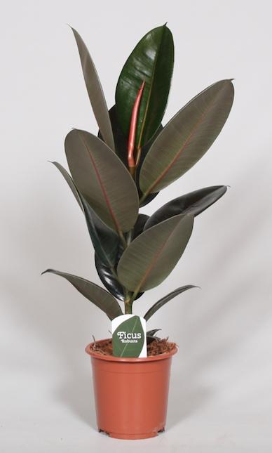Ficus Elastica Abidjan Gummibaum Ø17cm, ↕60cm