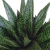Gasteria d Due Sukkulente – Gepunktete Blätter, pflegeleicht, 17cm Topf Bild 3