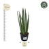Sansevieria cylindrica 'Bacularis' / Mikado - 38 cm - ø10,5 Bild 2