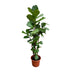 Ficus Lyrata XXL Geigenfeige, 200 cm, verzweigt, Ø45-50cm Bild 1