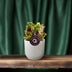Sarracenia Schlauchpflanze Ø12 cm, 20 cm hoch - Fleischfressende Pflanze Bild 3