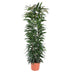 Ficus Alii King Säulenpflanze – 150 cm Bild 1