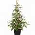 4x Clematis Montana 'Fragrant Spring', rankend, 65cm, Ø15 Bild 2